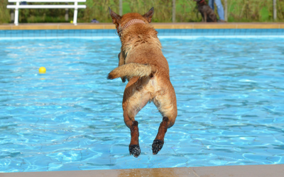 image for Dog Swim Safety