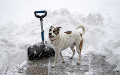 image for Keeping Your Pets Warm and Safe from Winter Worries