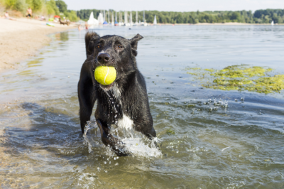 image for Blue-Green Algae: Danger Lurking in the Water